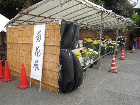 菊花展
