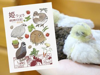 姫ウズラ飼育日記:改訂版ガタピシ車でいこう!!(山本マサユキ著)