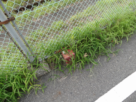 頭を打ったところ.png