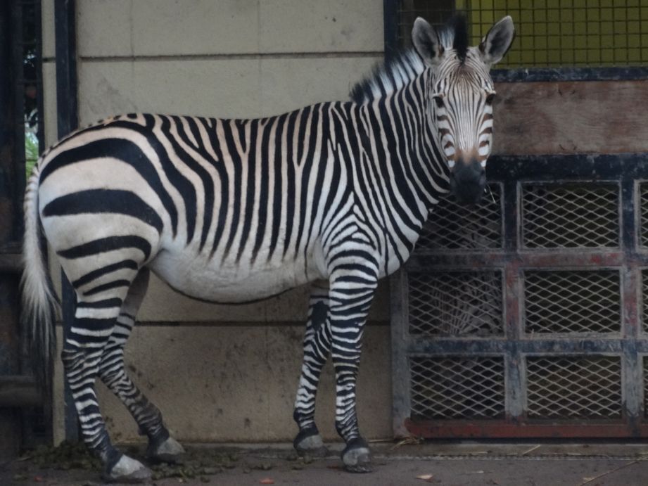 シマウマ