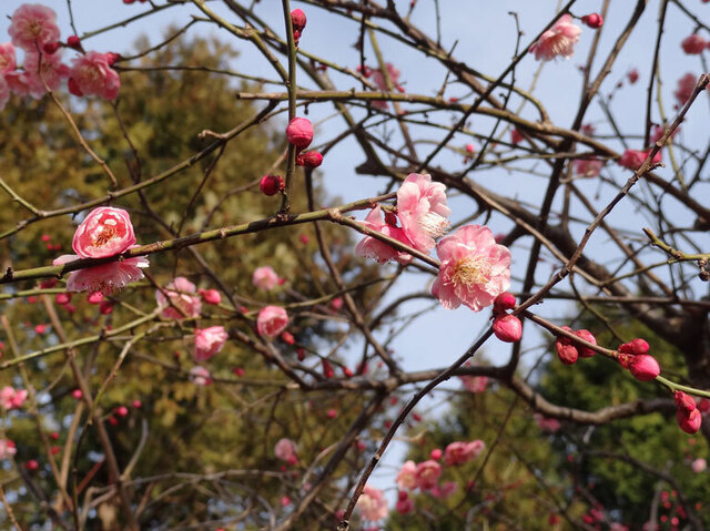 梅