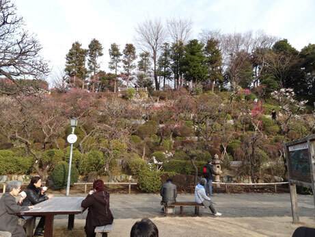 全面開花はもう少し先